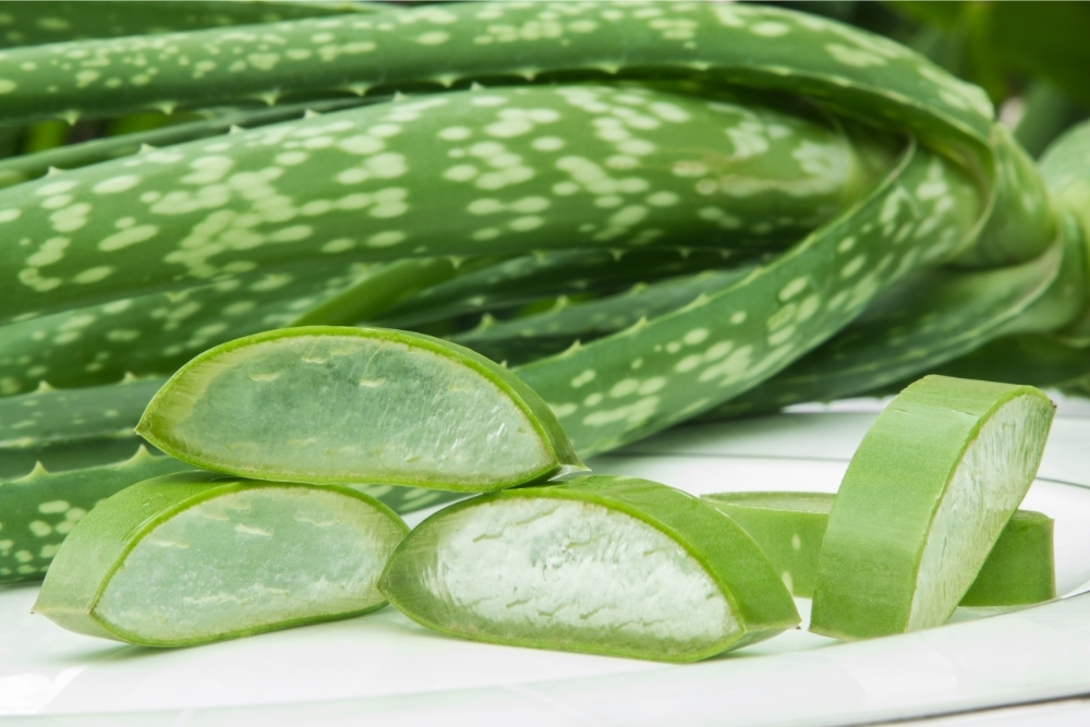 Is Aloe Vera Good For Acne? - Nerd About Town